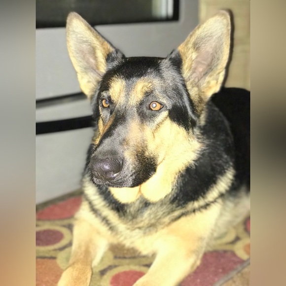 Diva Dee Bundles LIVE! 🌹Like this to be notified! 🌹 - Picture 13 of 16